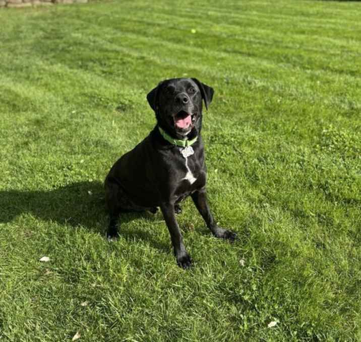 Photo of Angus **Courtesy Post **