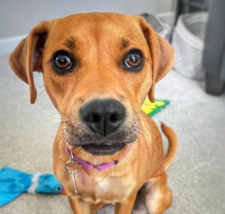 Photo of Bitsy