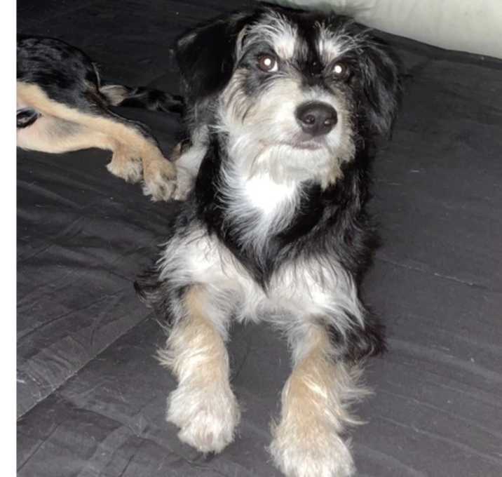Photo of Luna