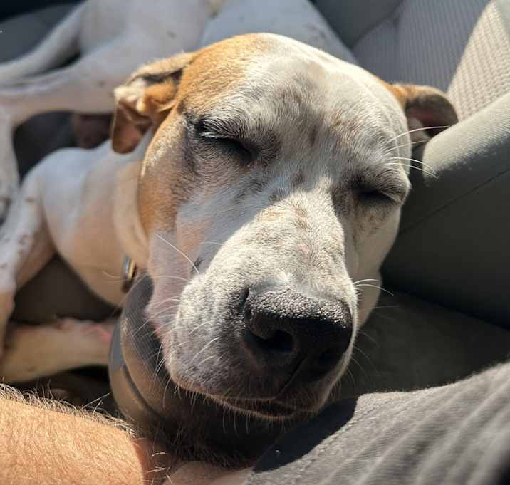 Photo of Baxter