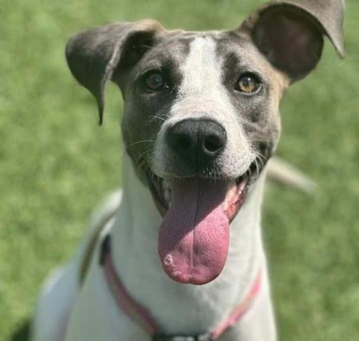 Photo of Rosie