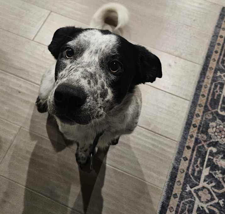 Photo of Tucker