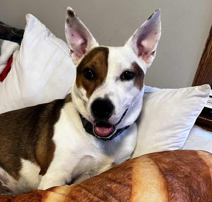 Photo of Cannoli