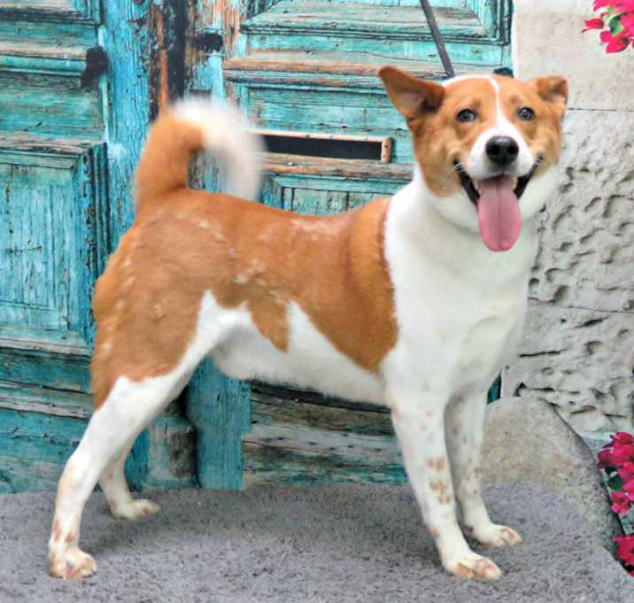 Photo of Koda