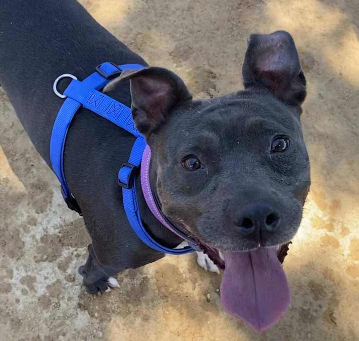 Photo of Shasta