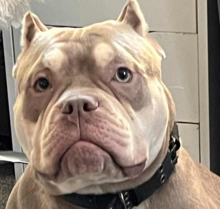 Photo of Lola