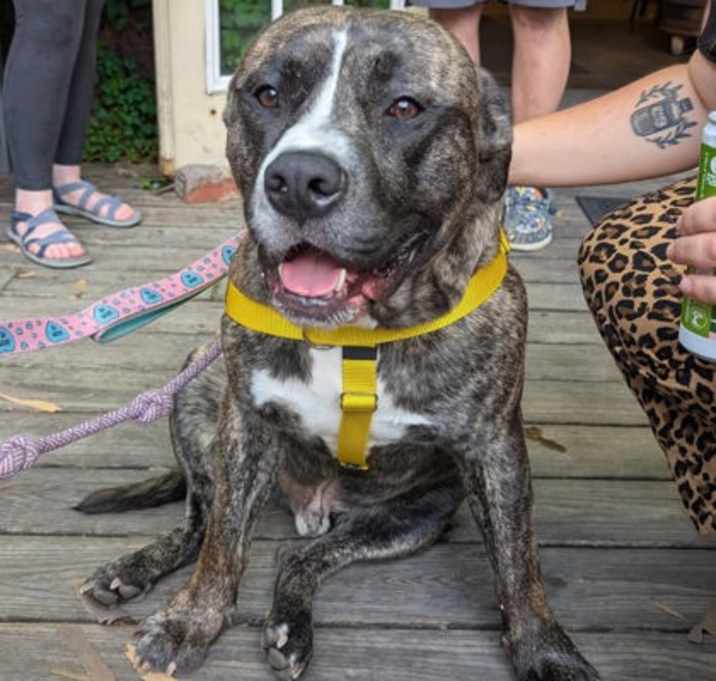 Klondike II (foster)