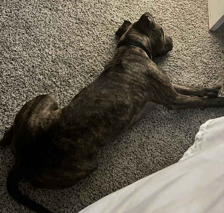 Photo of Comet