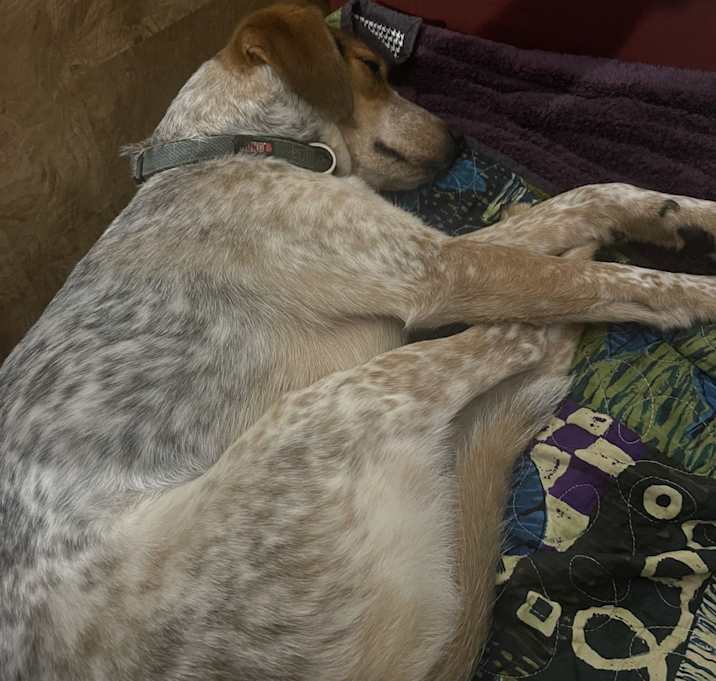 Photo of Biscuit
