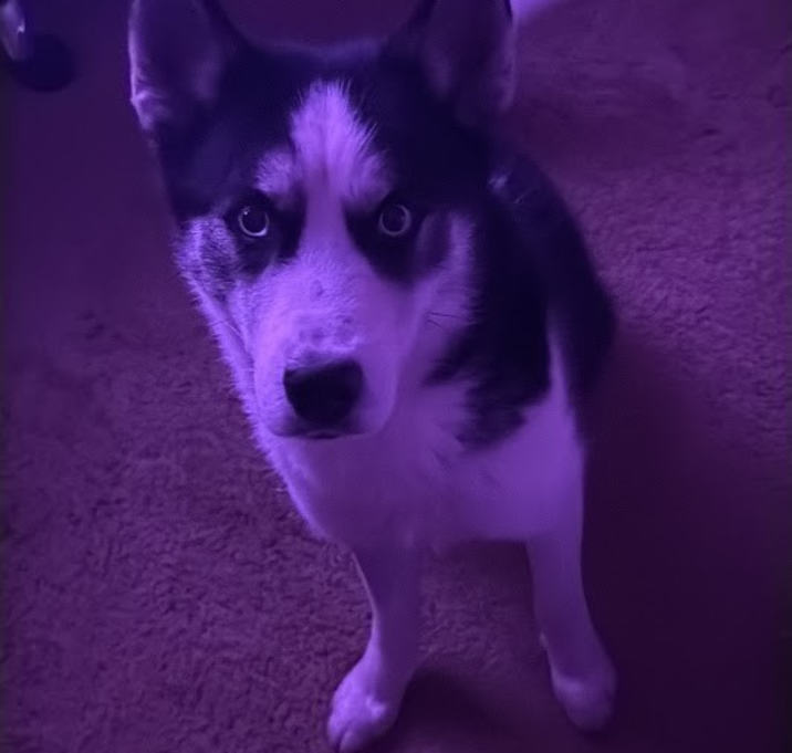Photo of Fenrir