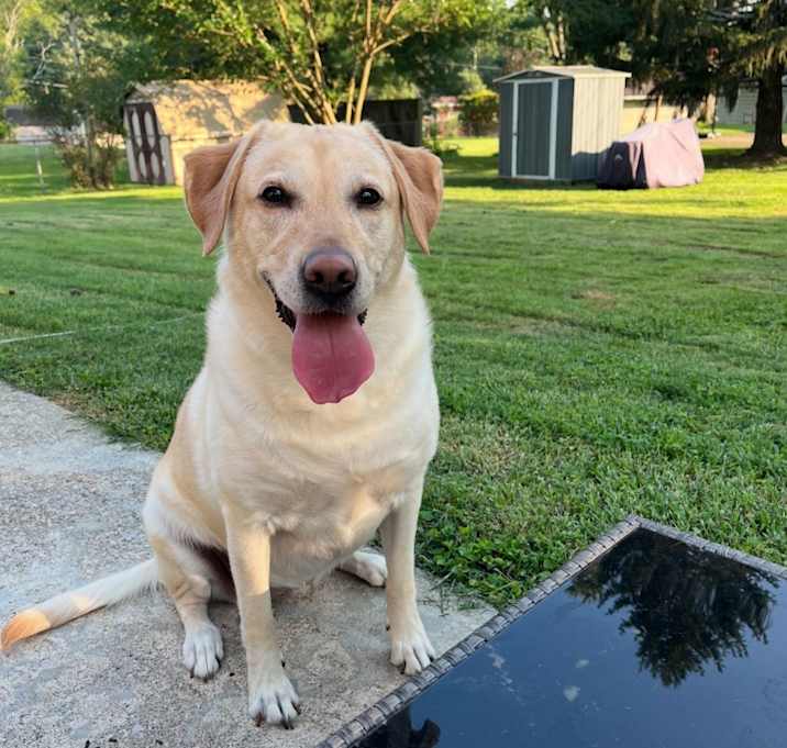 Photo of Nala