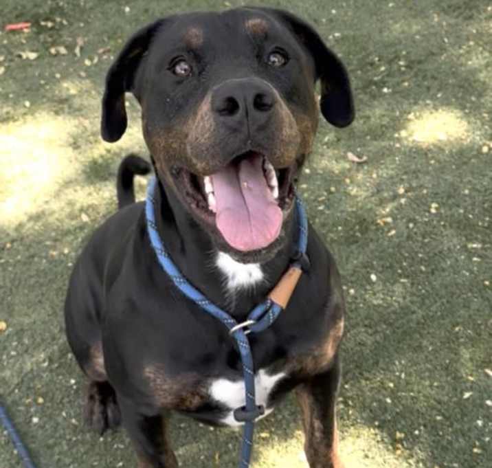 Photo of HARVEY
