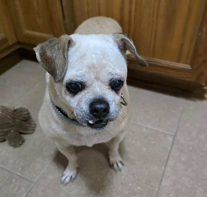 Photo of Fritz