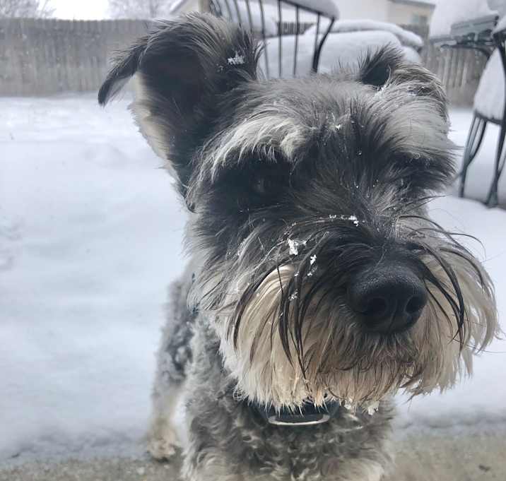 Photo of Sparky