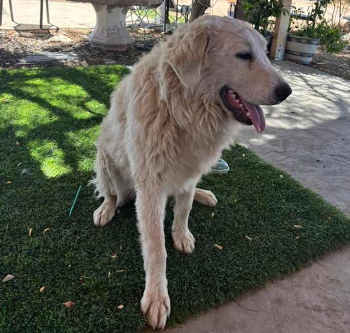 Photo of Harley