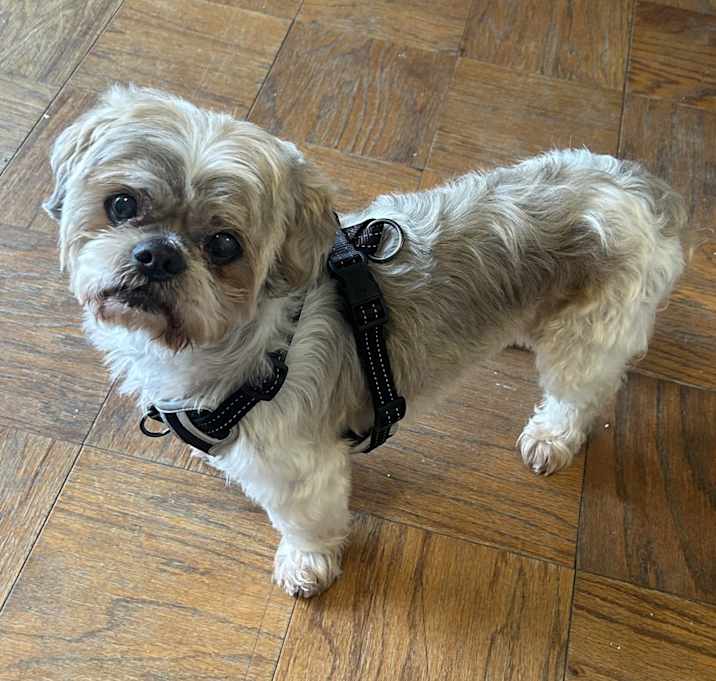 Photo of Zoomie