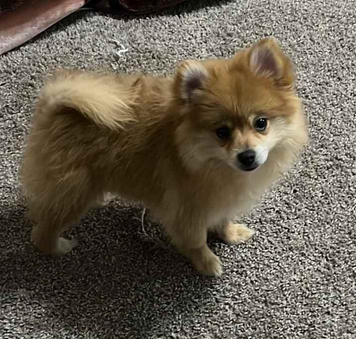 Photo of Nala