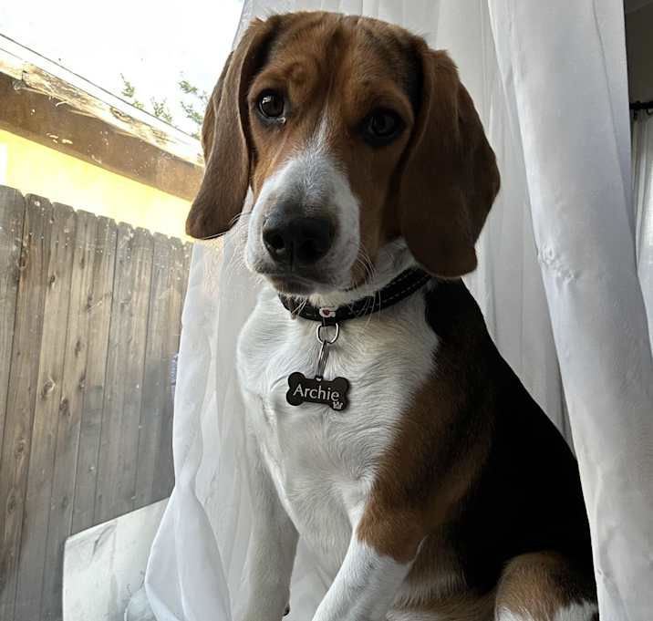 Photo of Archie