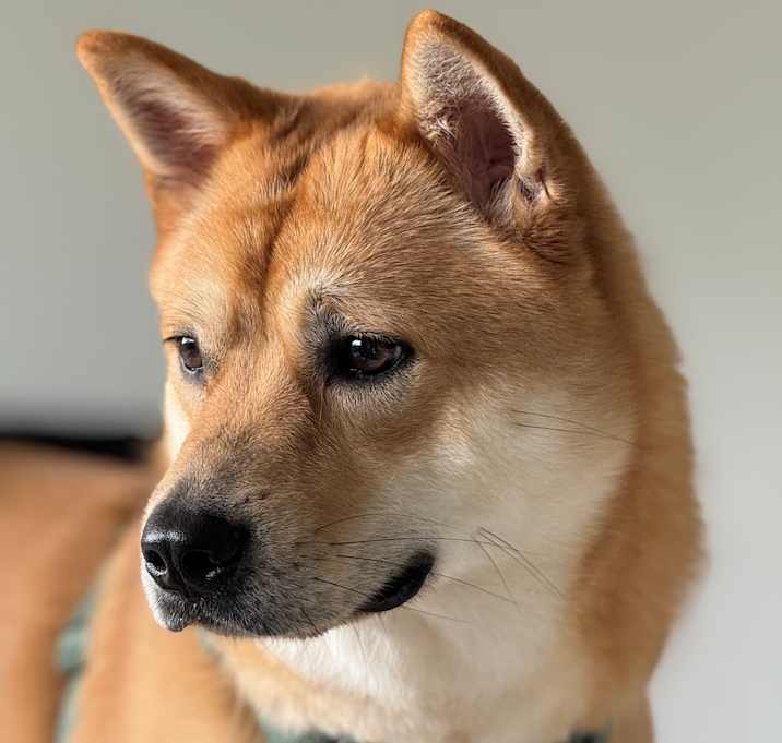 Photo of Bear