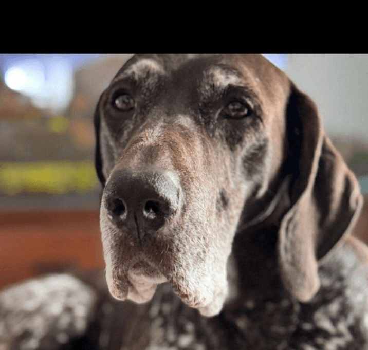 Photo of Bailey