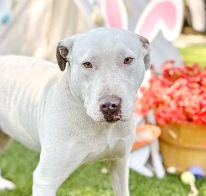 Photo of Lady
