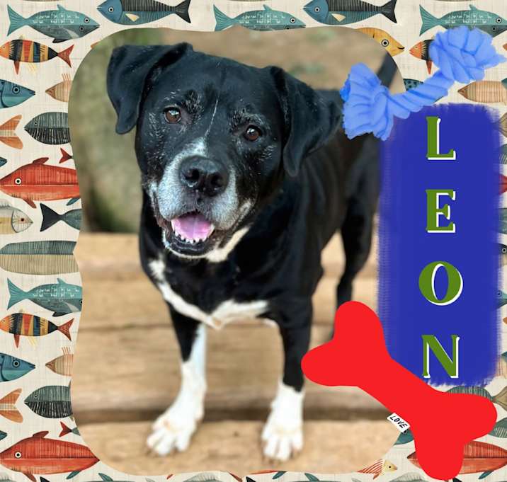 Photo of Leon
