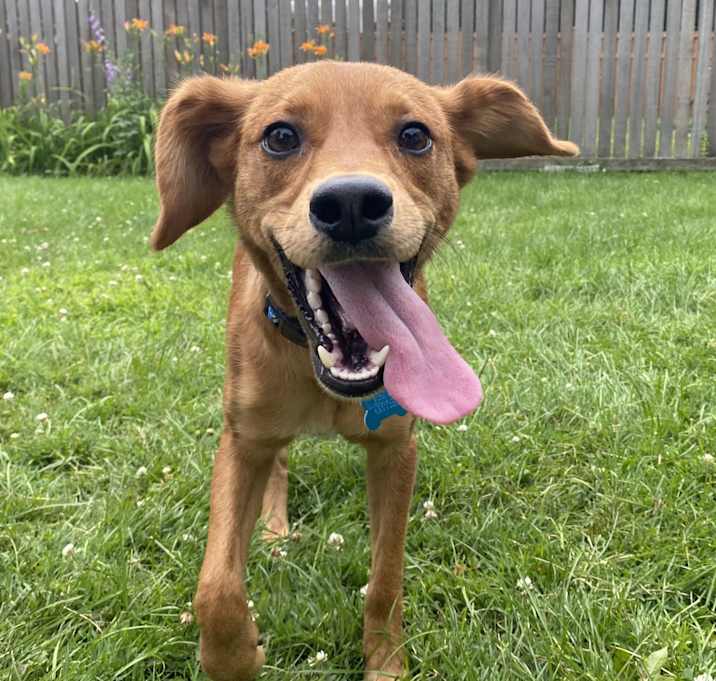 Photo of Rusty