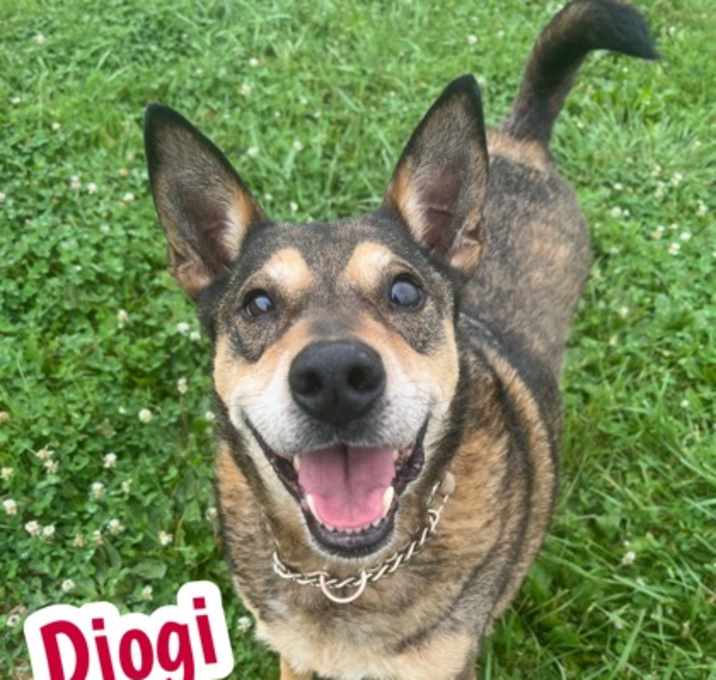 Photo of Diogi