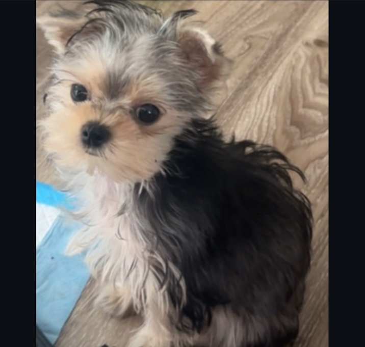 Photo of Niko