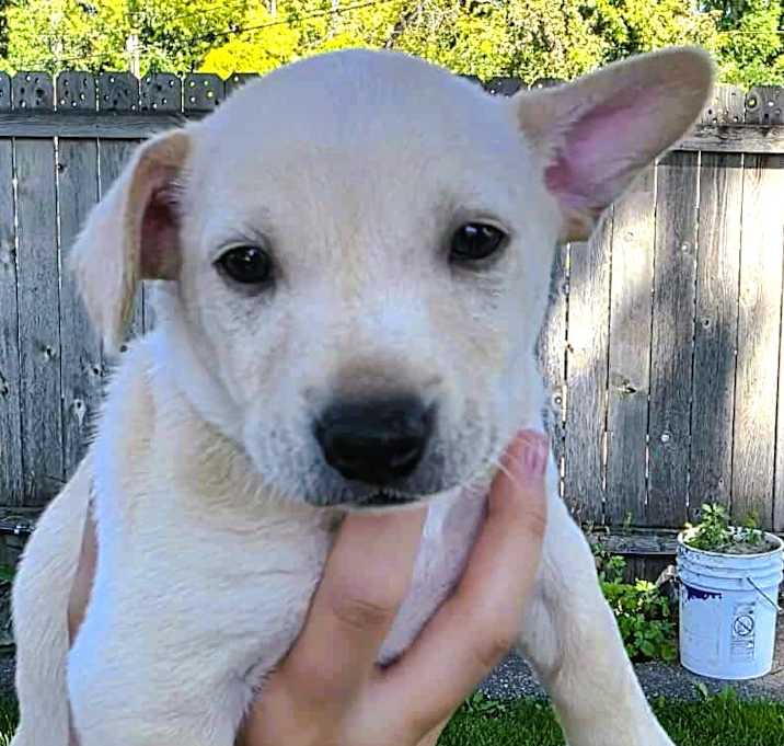 Photo of Chai Puppuccino