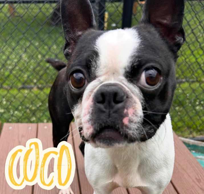 Photo of Coco