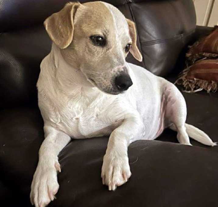 Photo of MOJO
