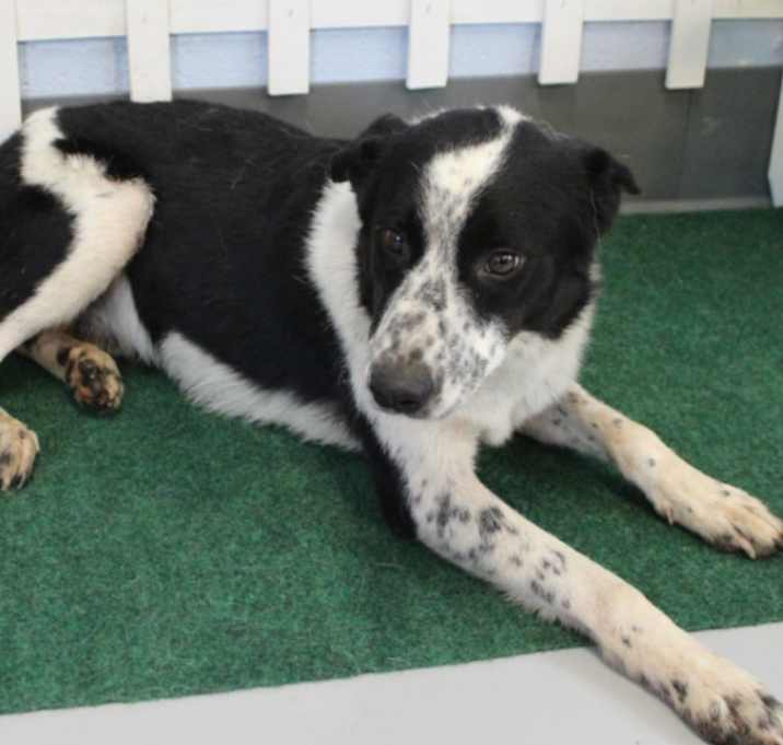 Photo of Ozzie PLEASE HELP ON KILL LIST