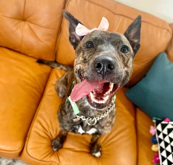 Photo of Mocha Swirls is such a good girl!