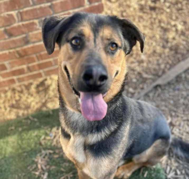 Photo of Billy- needs urgent foster!