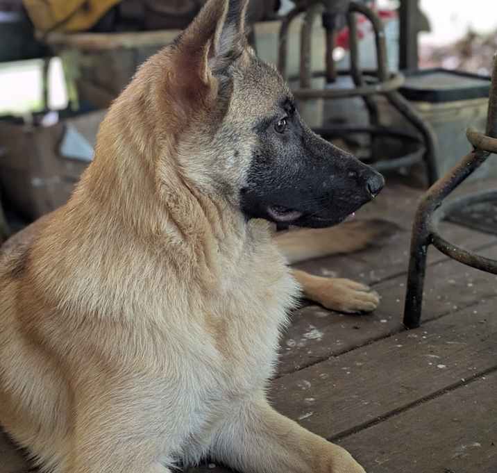 Photo of Athena