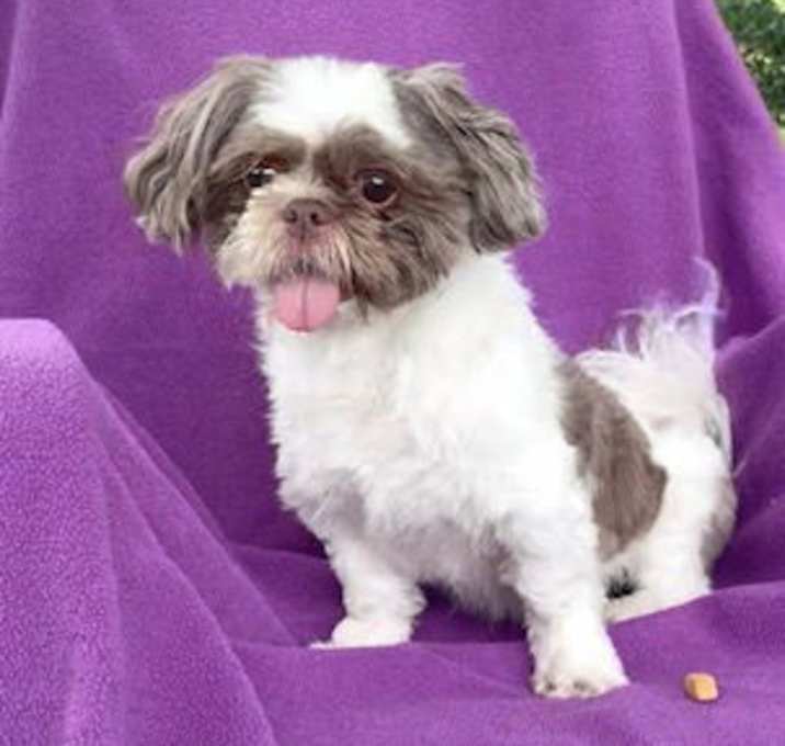 Photo of Gizmo Beau
