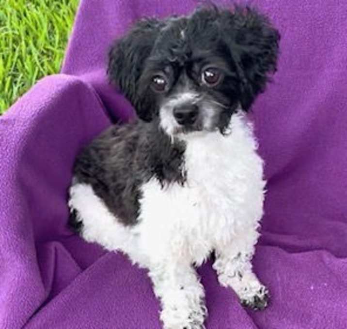 Photo of Chloe Faye