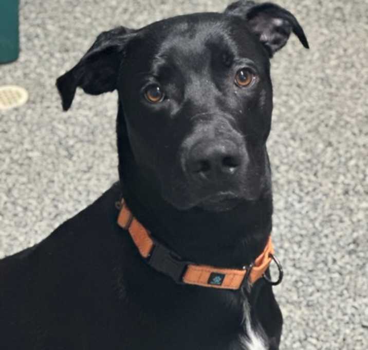 Photo of Phantom