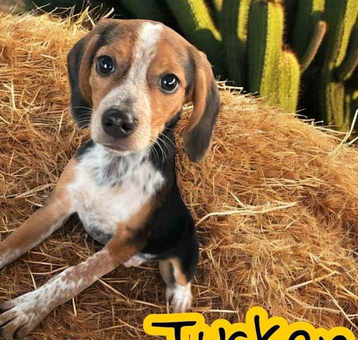 Photo of Tucker