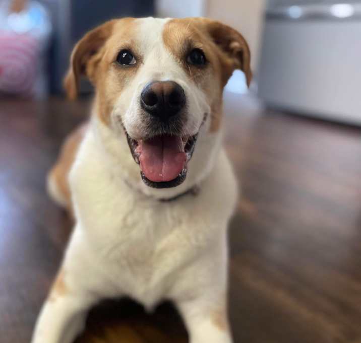 Photo of Luna