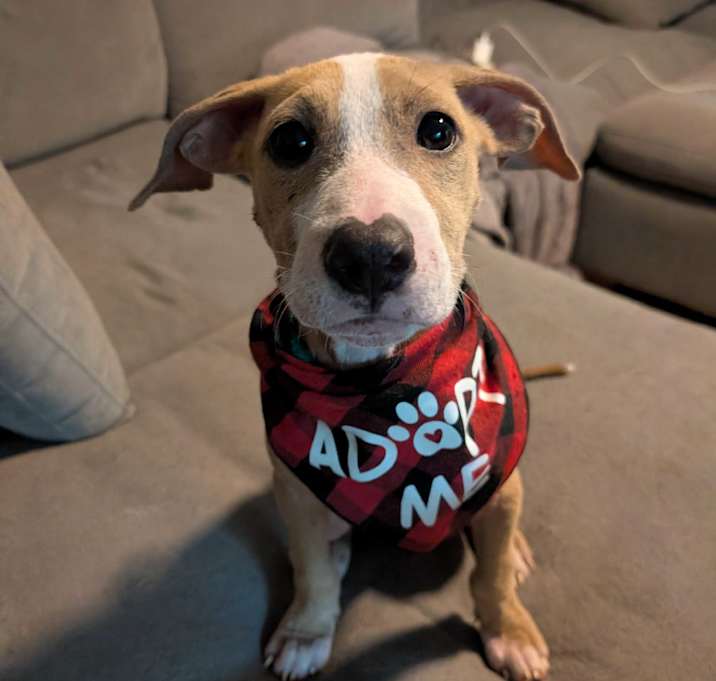 Photo of Dorito