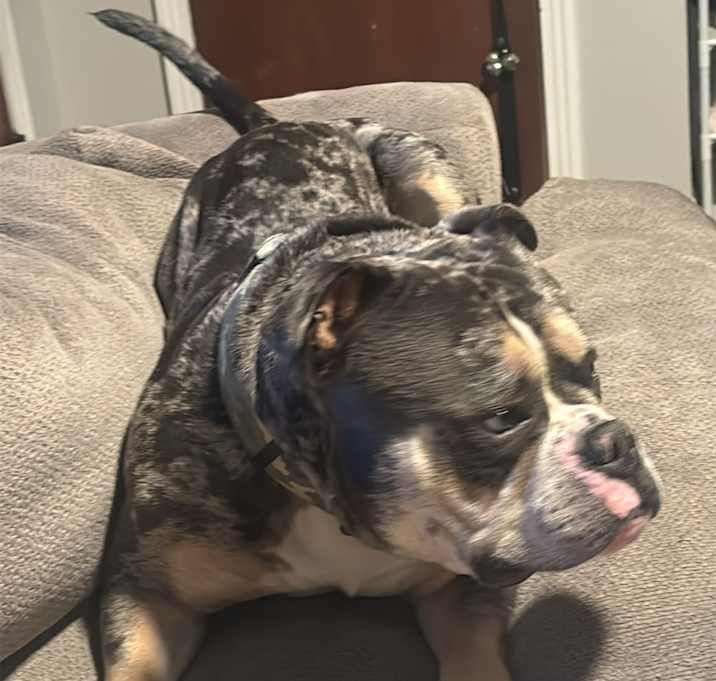 Photo of Dex