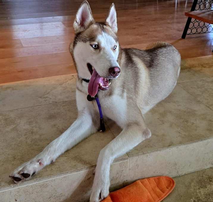 Photo of Tala