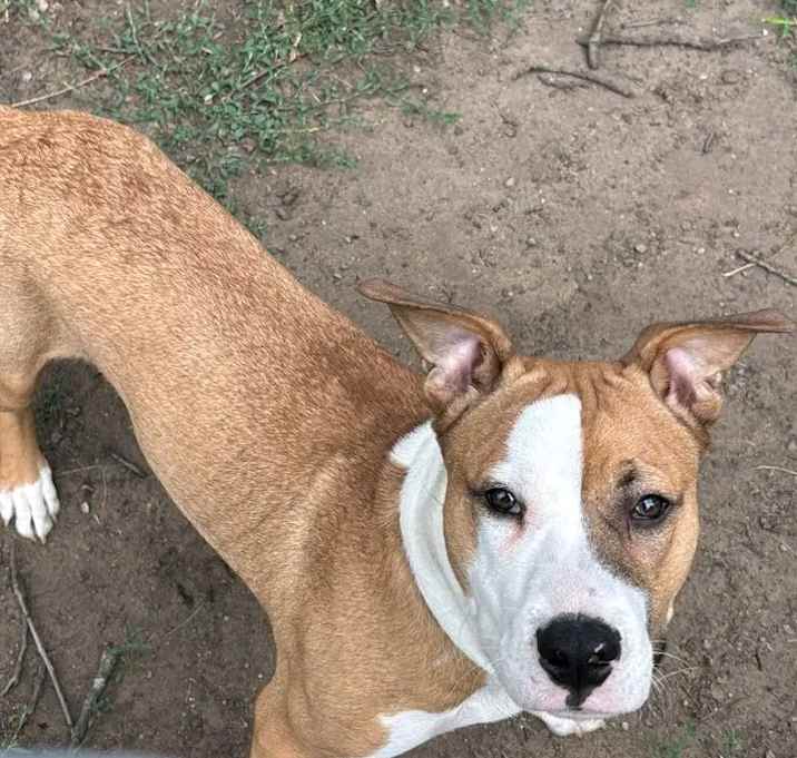 Photo of Rosco