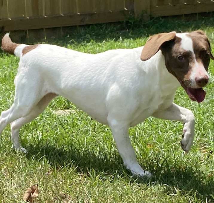 Photo of Pickels