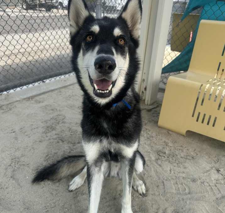 Photo of BENTLEY