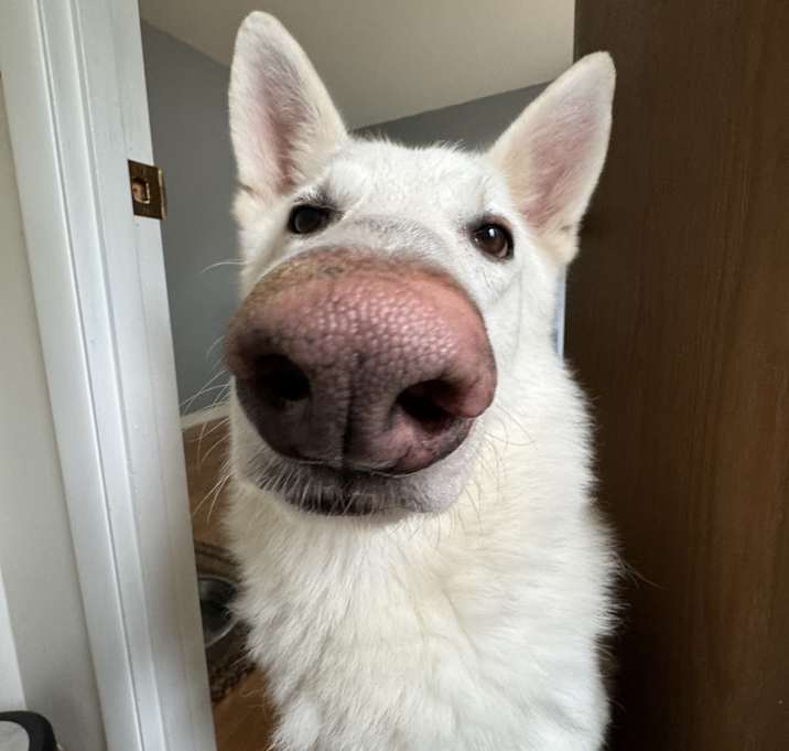 Photo of Dexter