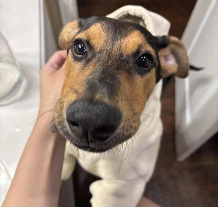 Photo of Draco