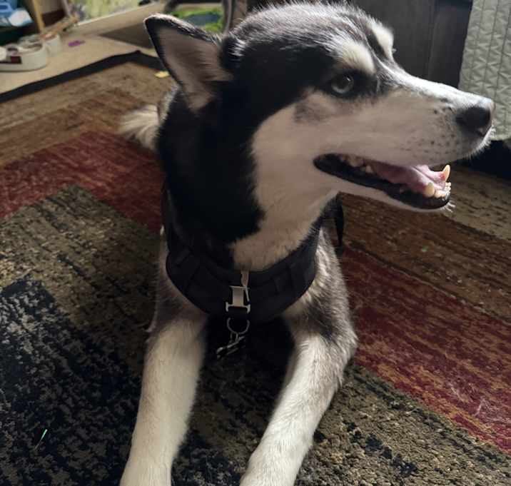 Photo of Max